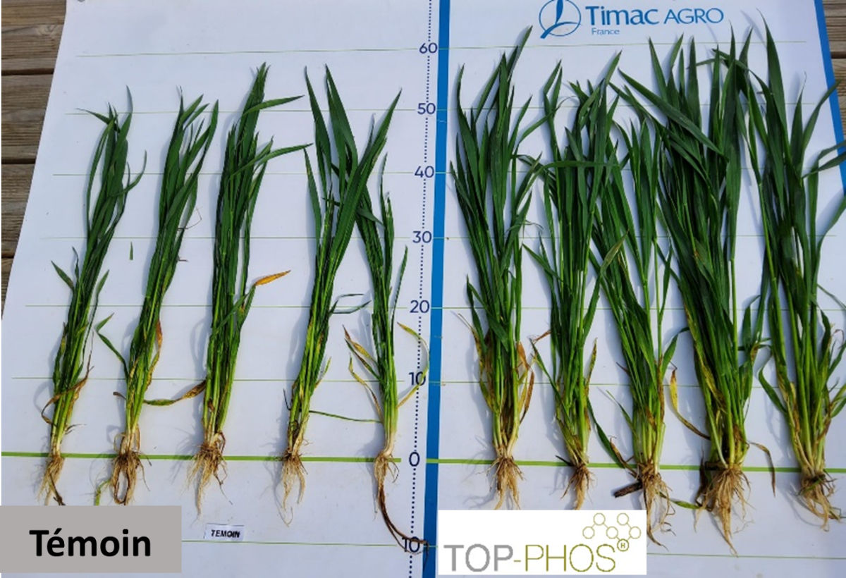 TOP PHOS La fertilisation phosphatée haute performance TIMAC AGRO