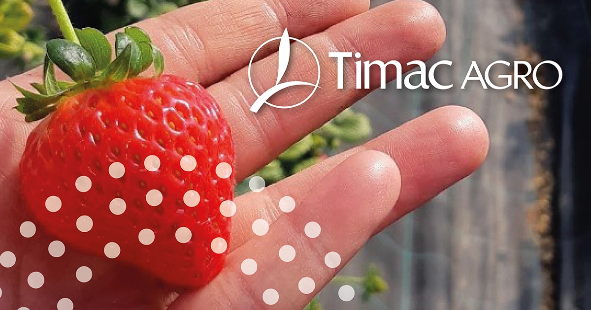 timac-agro-strawberries-establishment-and-growth