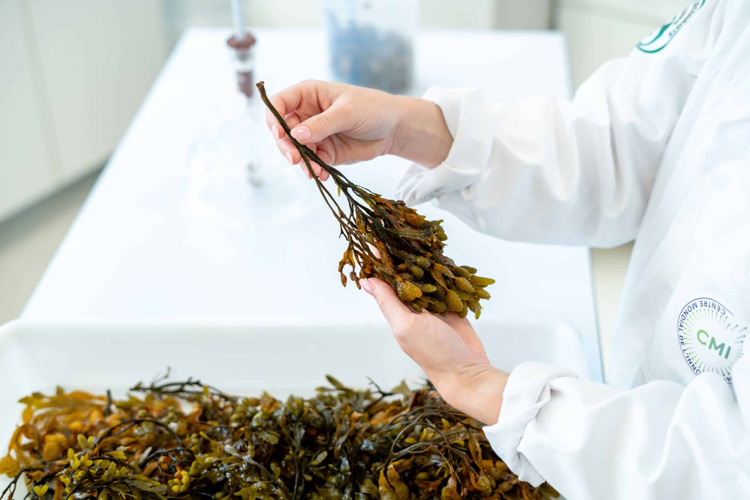 lab seaweed