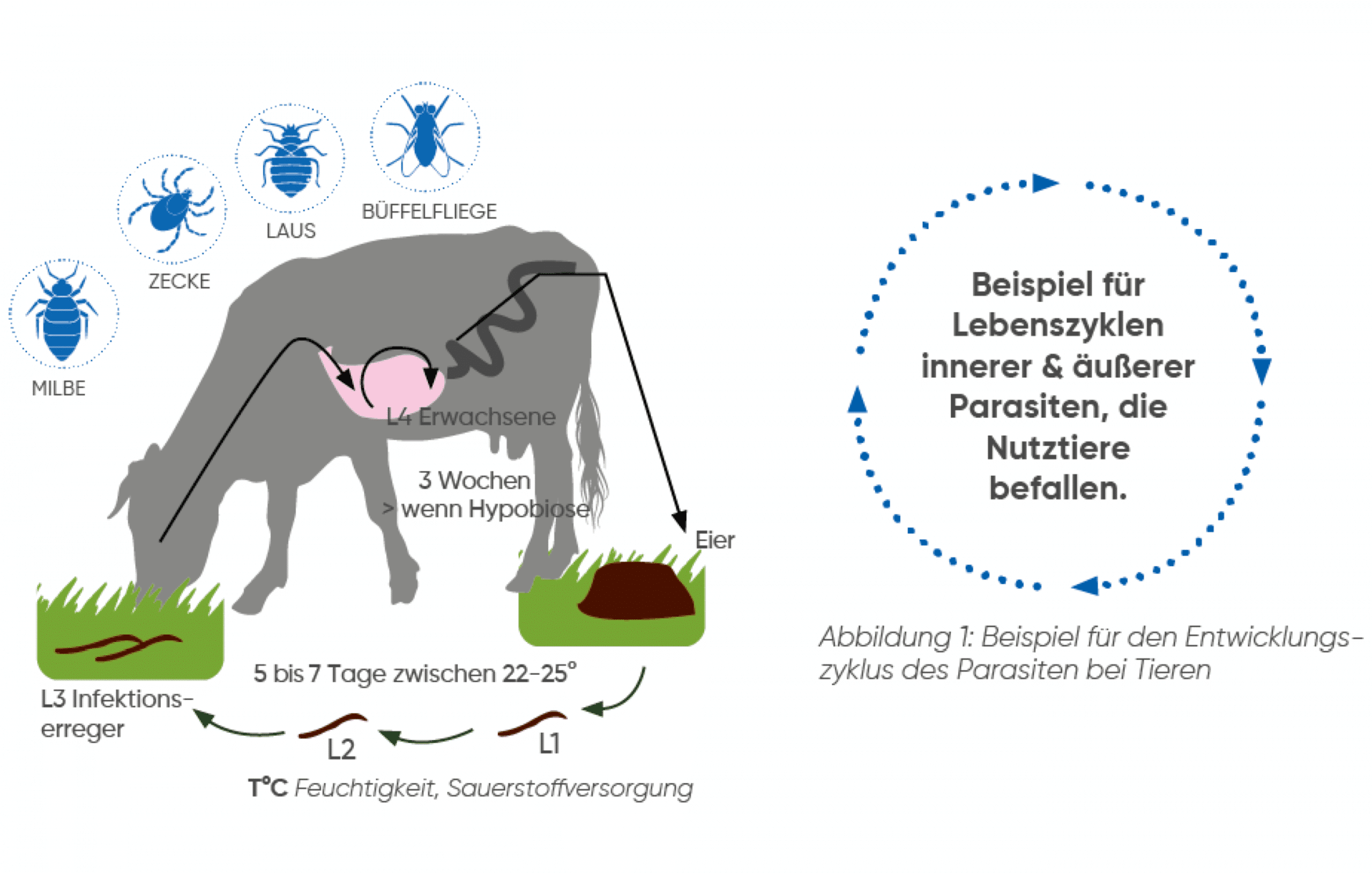 Lebenszyklus_Parasiten