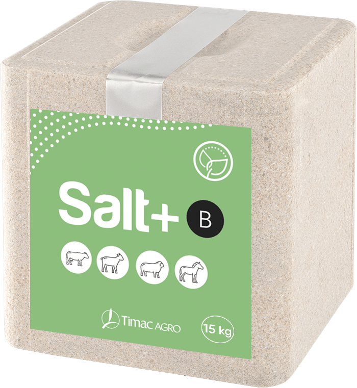 SALT+ B