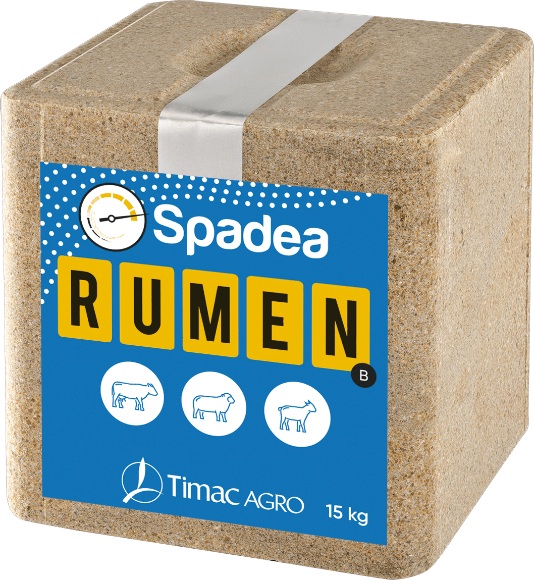 SPADEA RUMEN B