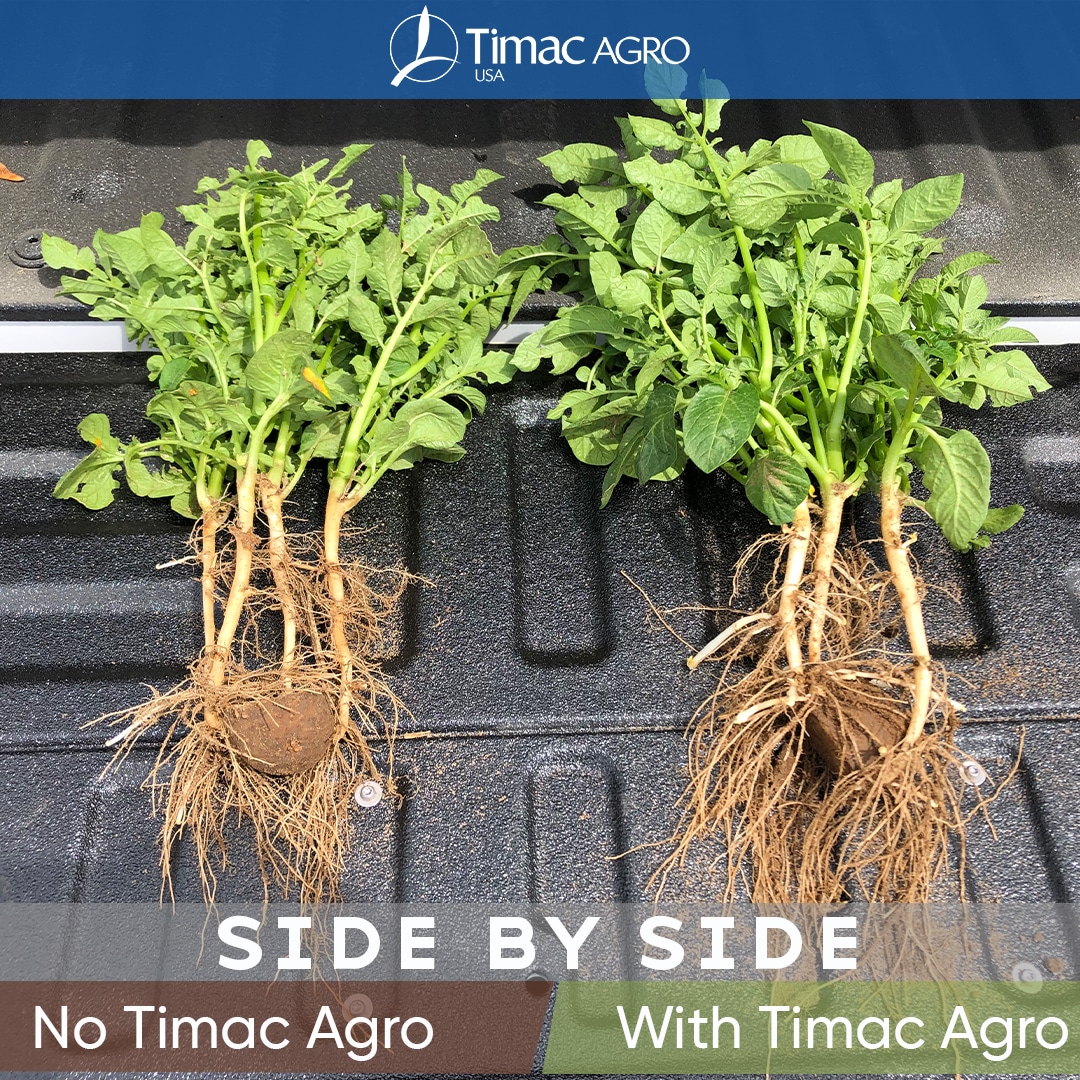 Side-by-side image showing DUO MAXX visual advantage in potato root and plant development.
