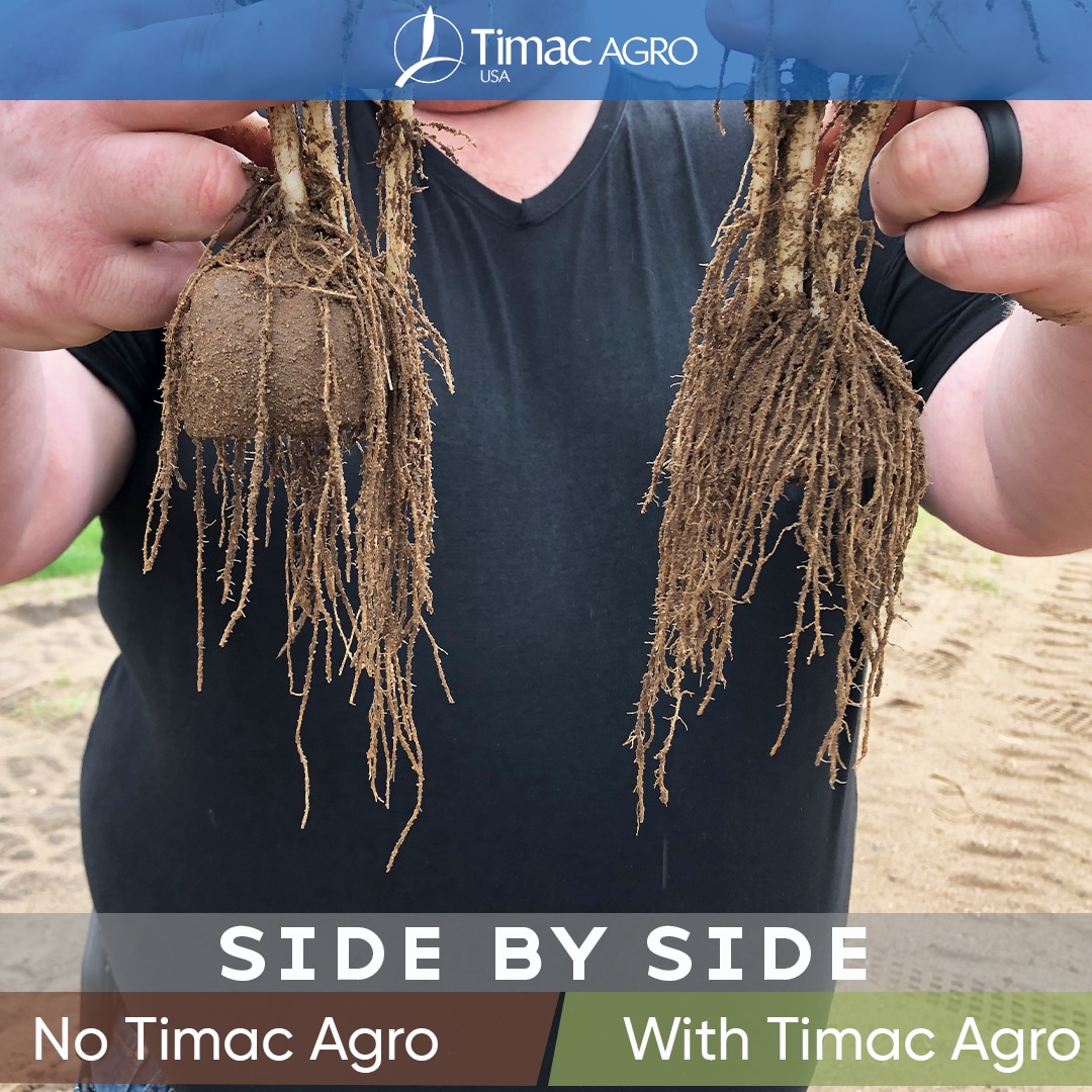 Side-by-side image showing DUO MAXX visual advantage in root development.