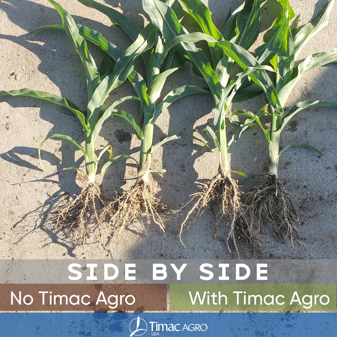 Side-by-side image showing DUO MAXX visual advantage on corn early development.