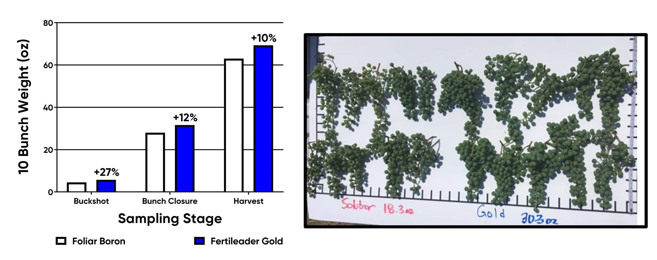 Bar chart and side-by-side image showing FERTILEADER advantage on grape.