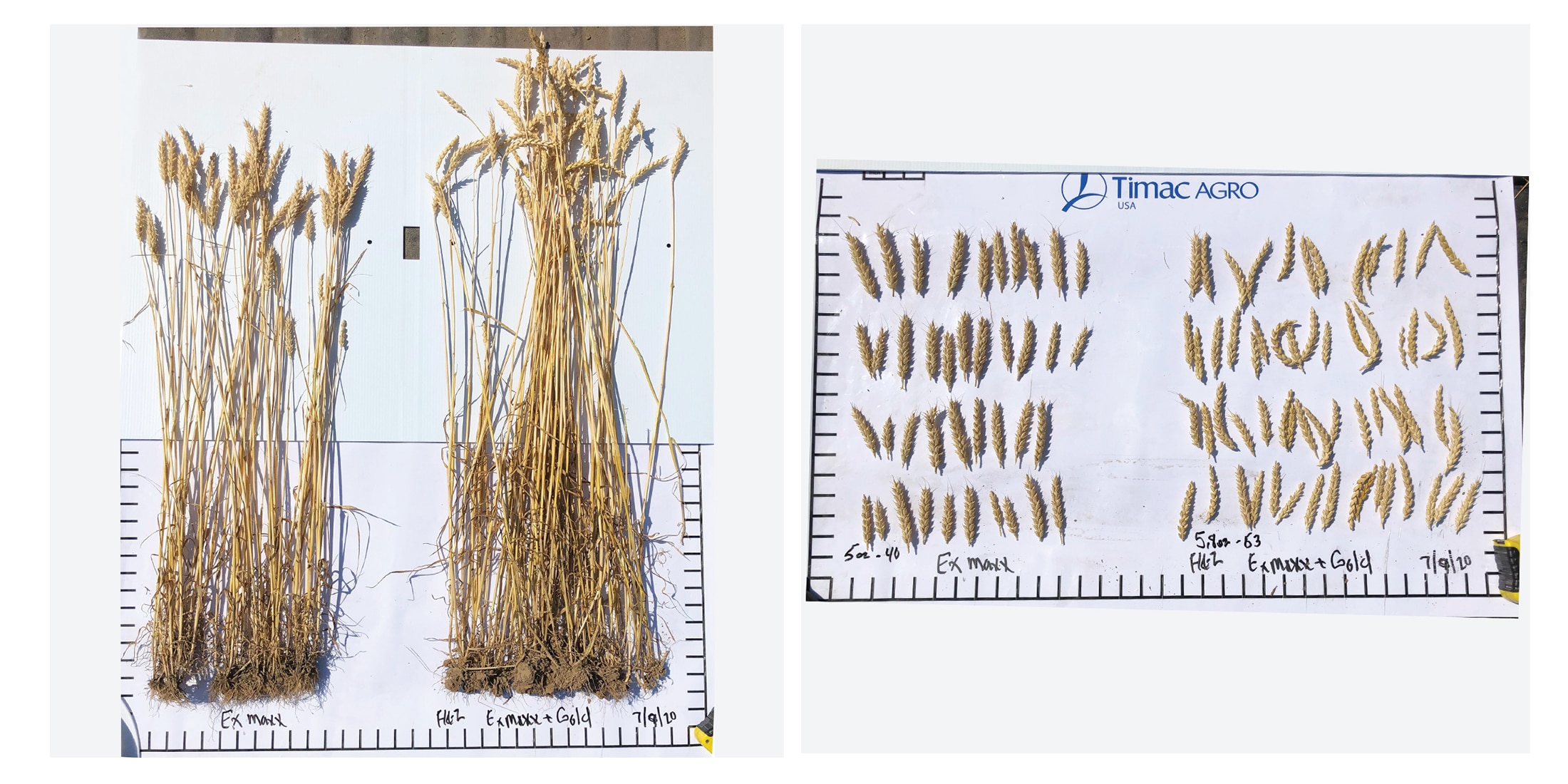 Side-by-side images proving FERTILEADER advantage on wheat.