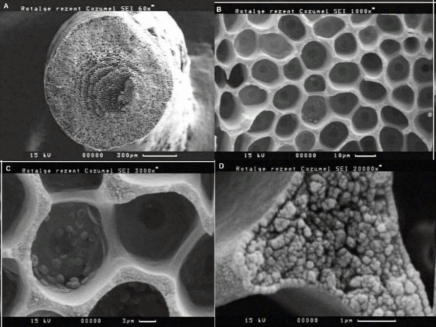 Microscopic images showing Calcimer's honeycomb, porous structure.