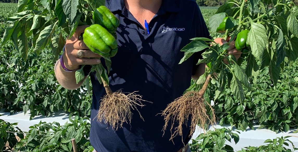 Side-by-side image showing FERTILEADER advantage on bell peppers roots and plant etablishment.