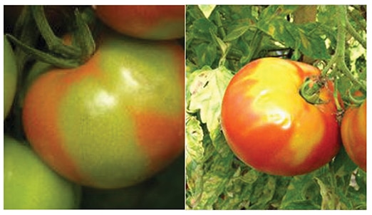Two images showing tomatoes with potassium deficiencies visible in color differences.