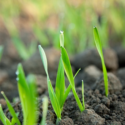 Wheat plants emerging in field after winter.
