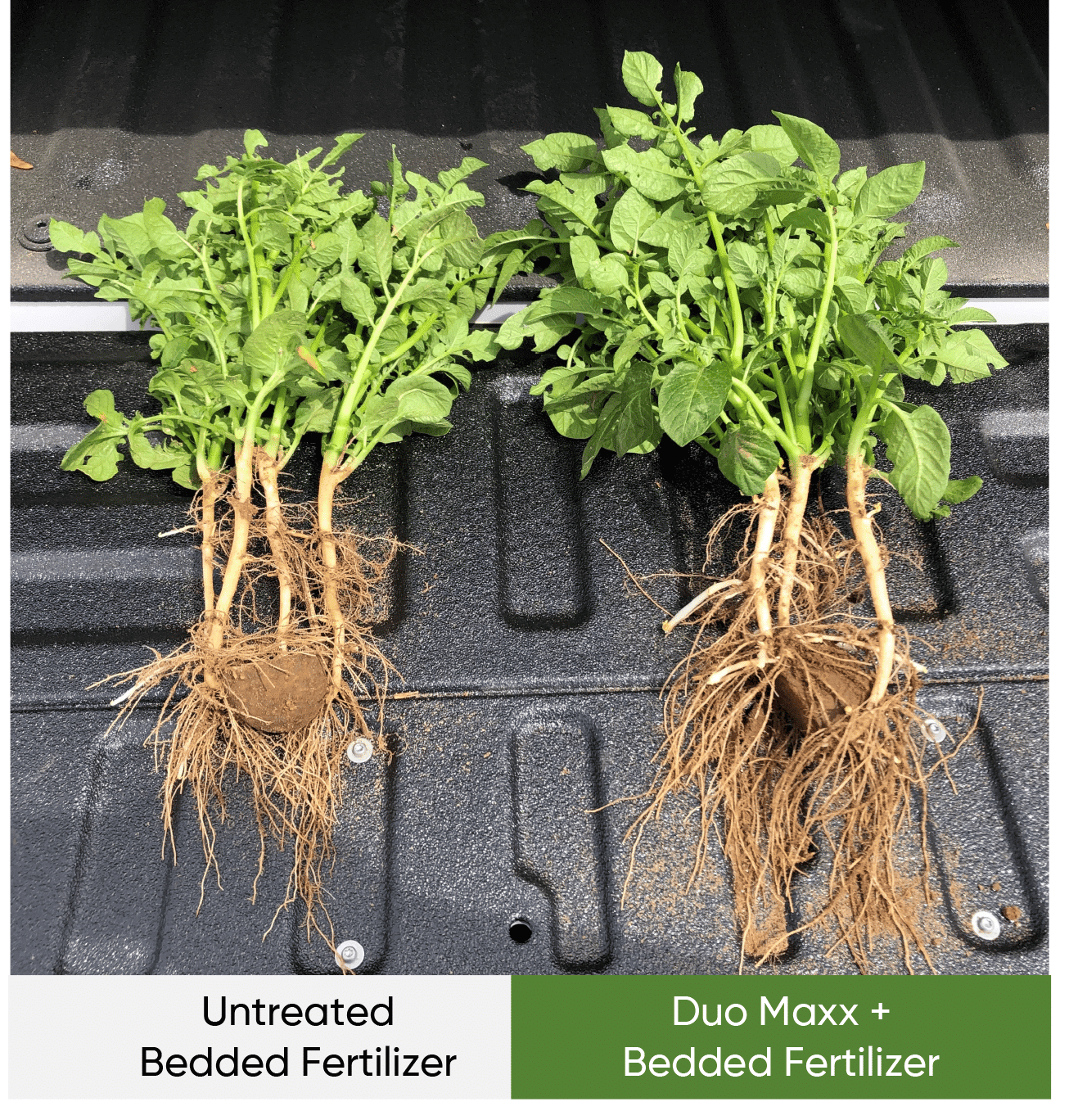 Side-by-side image showing visual advantage on potato plant establishment when DUO MAXX was applied with bedded fertilizer.