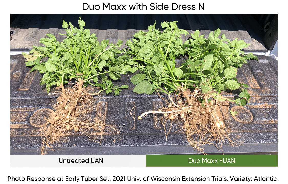 Side-by-side image showing visual advantage on potato early tuber set when DUO MAXX was applied with side-dress UAN.