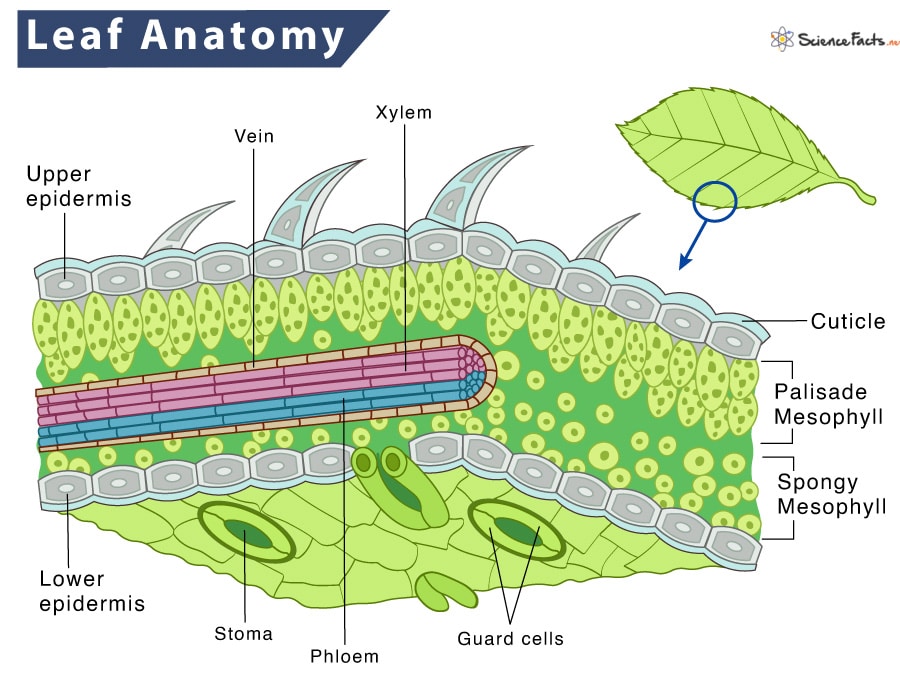 Illustration showing a leaf anatomy.