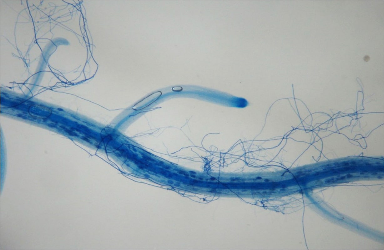 Image showing mycorrhizae fungi on corn root. (Source: CMI Roullier)