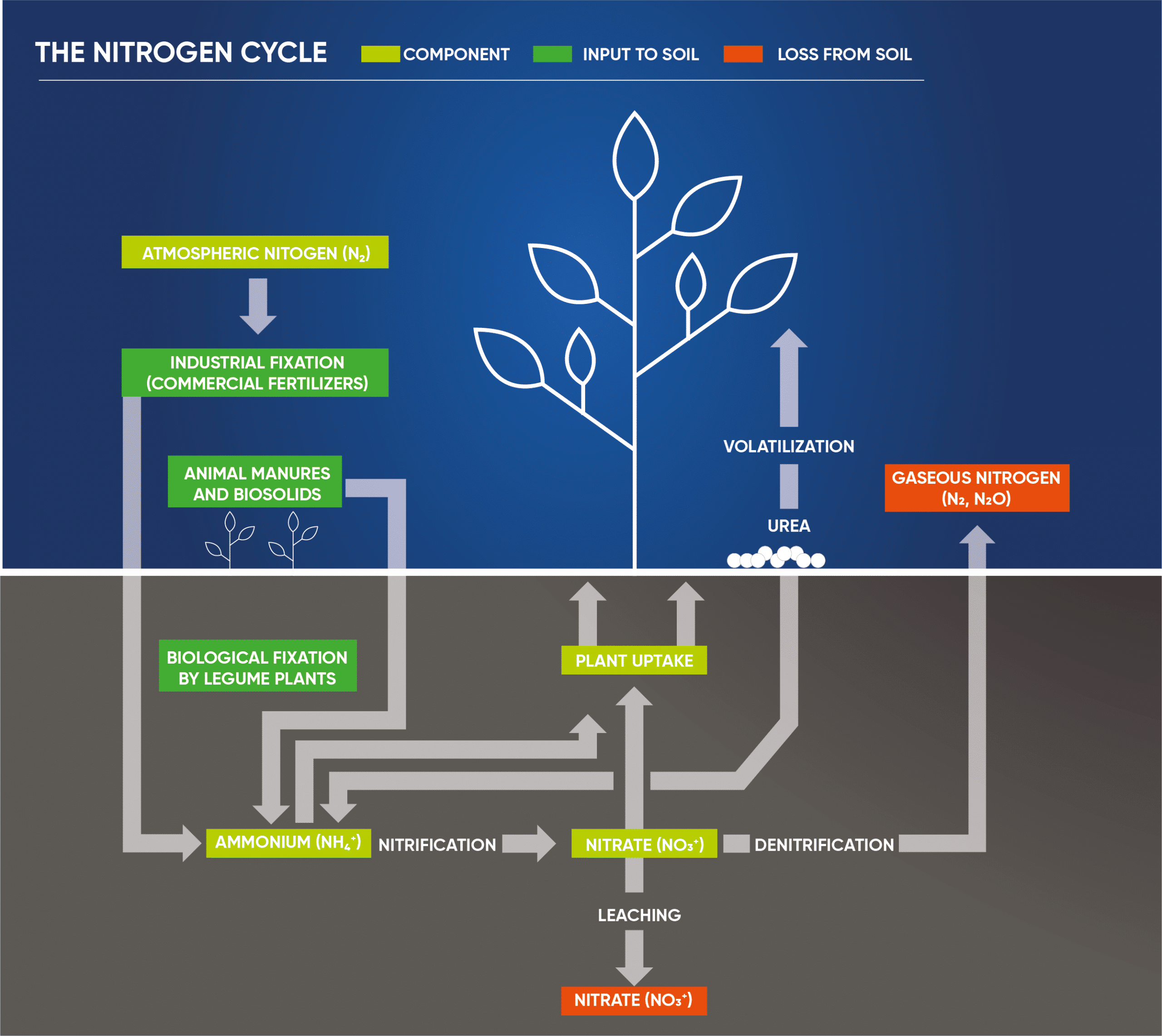 Illustration of the nitrogen cycle, showing its loss pathways to denitrification, volatilization and leaching.