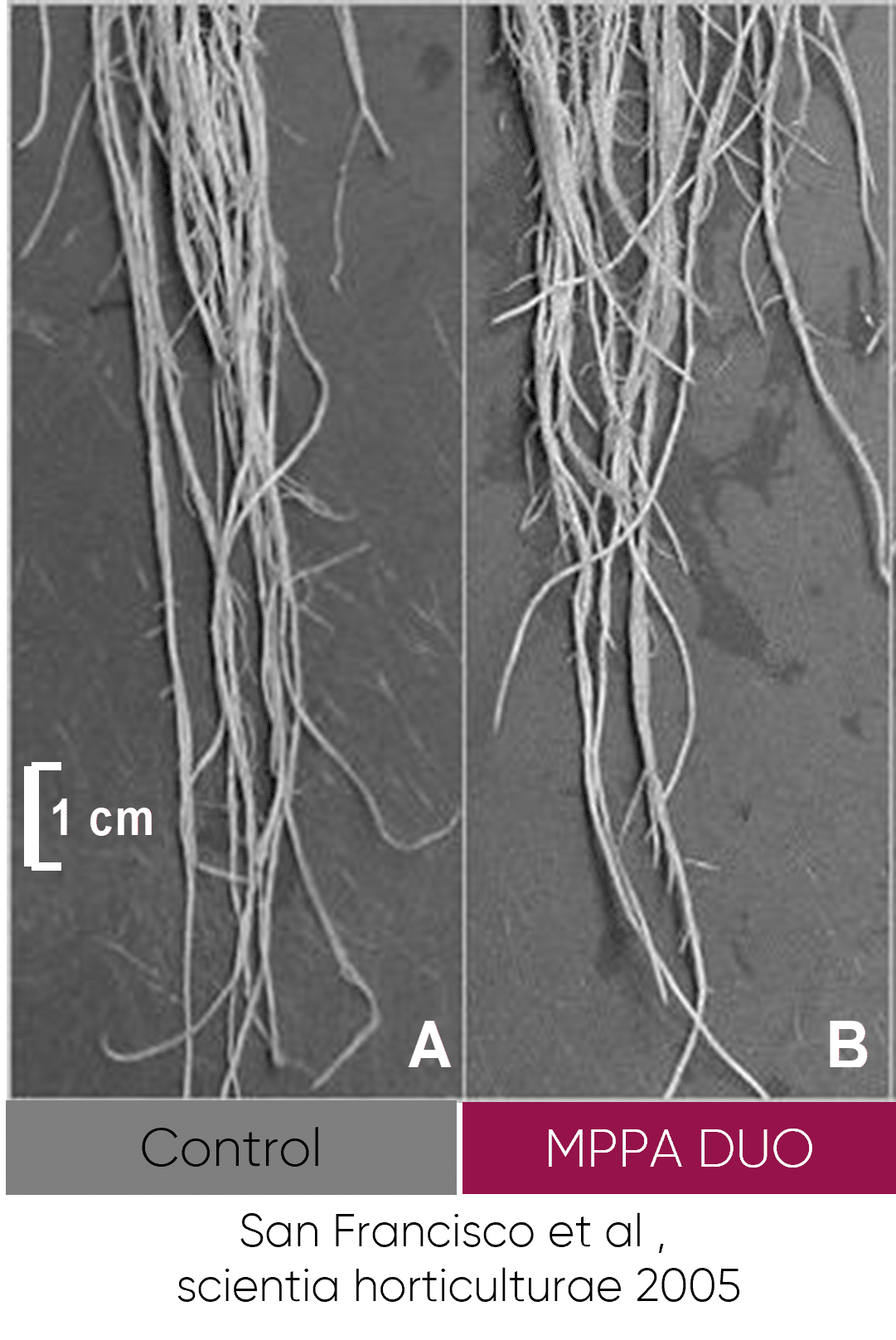 Side by side image of roots proving MPPA DUO stimulates the rhizosphere.