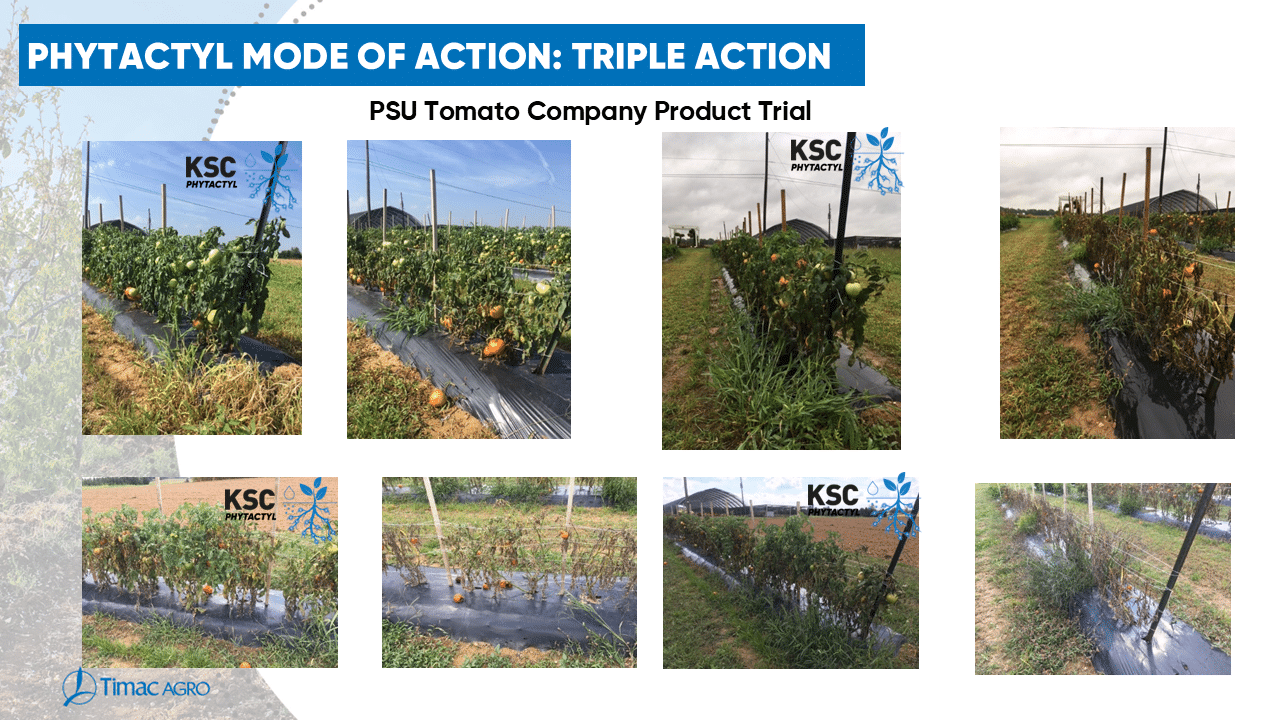 Side by side field images showing KSC advantage in tomato crop.