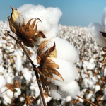 image-cotton