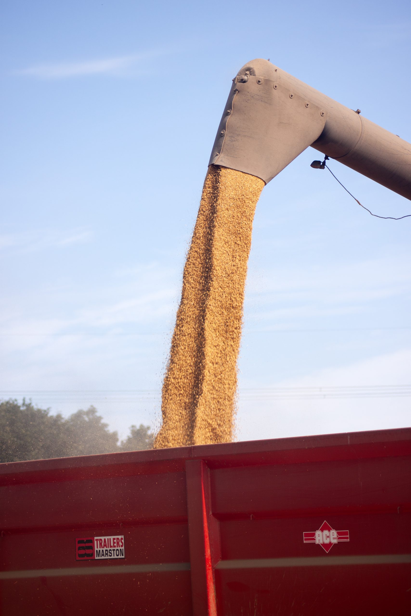 Barley-harvest-grain-trailer