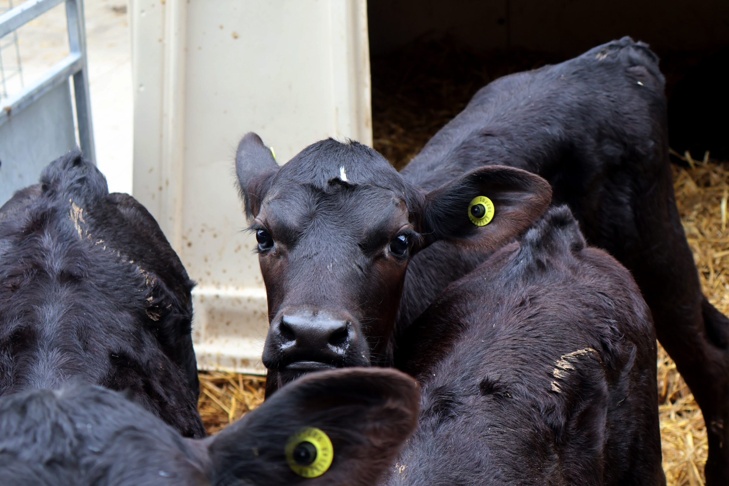 young-calf-uk-farm