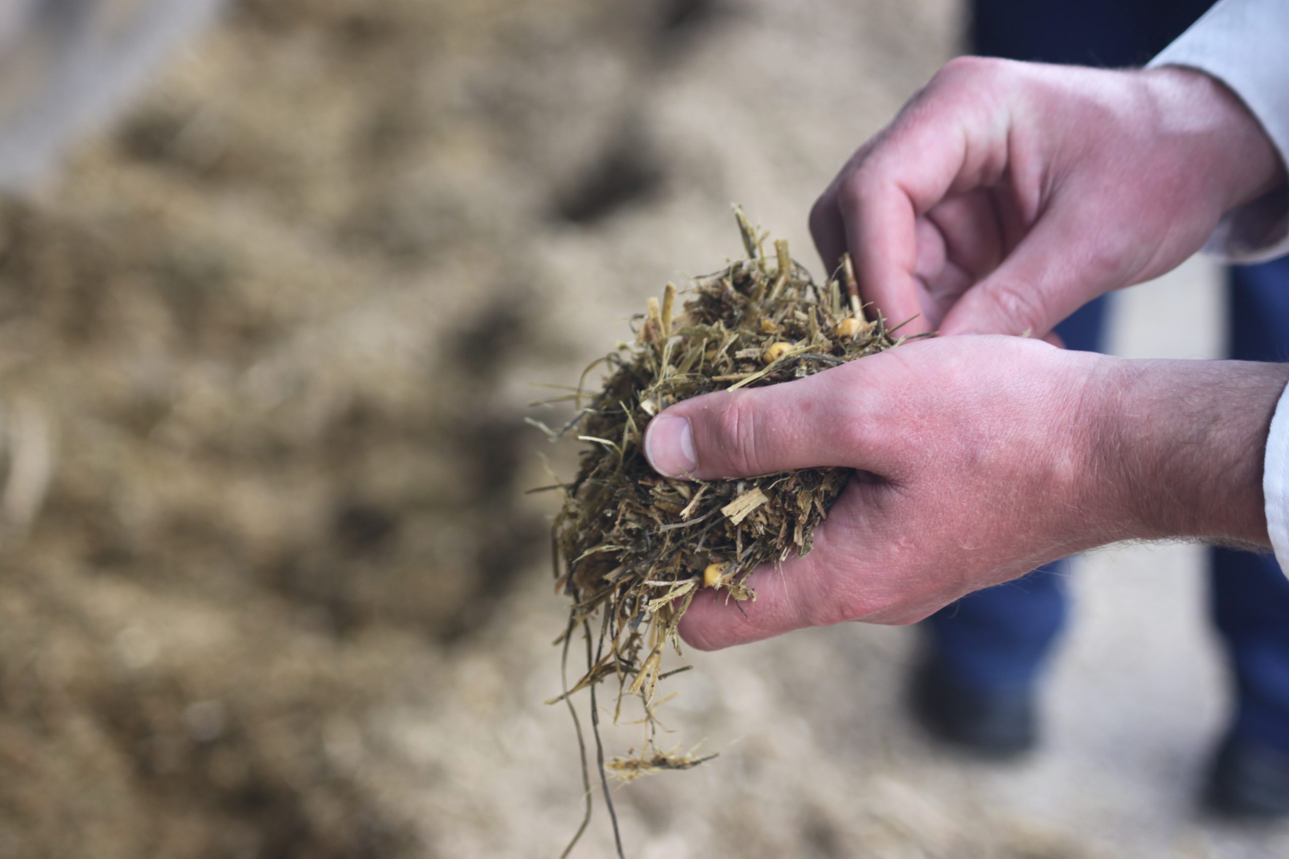 farmer-silage-in-hands