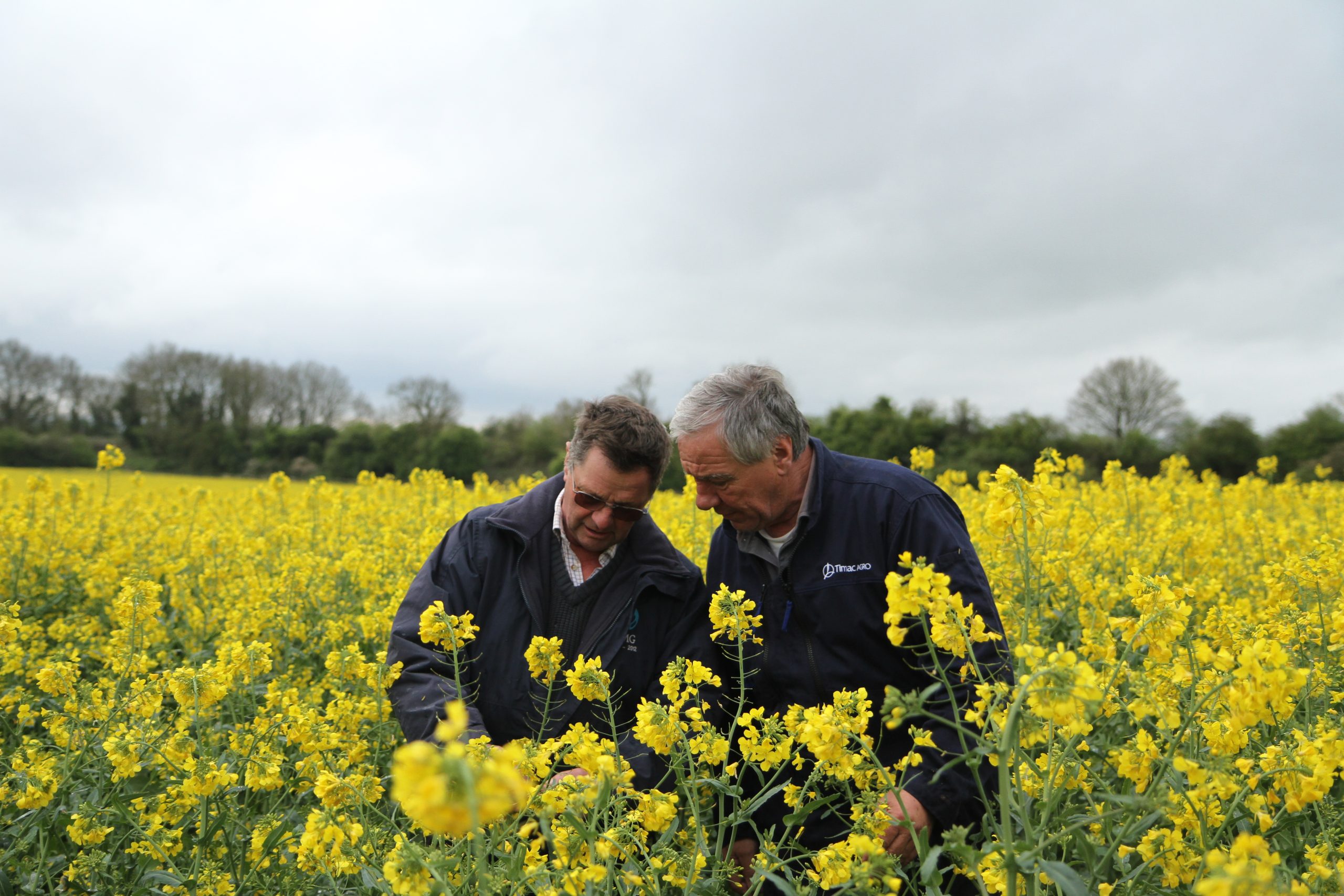 gloucestershire-farmers-oilseedrape