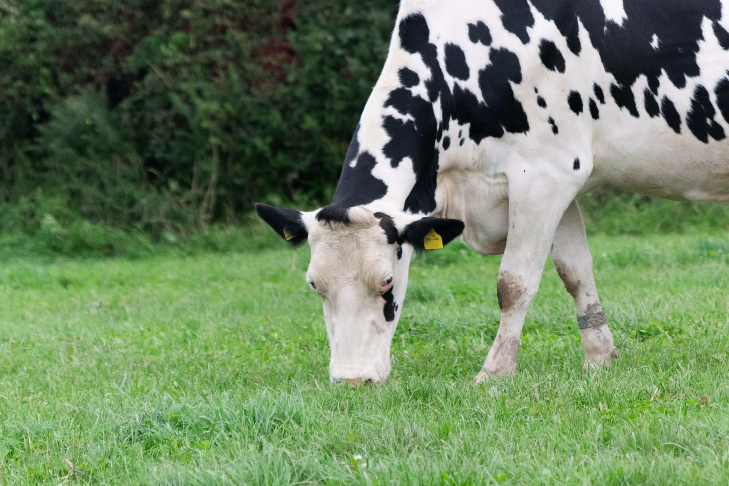 cow-grazing-nutrigrass-uk