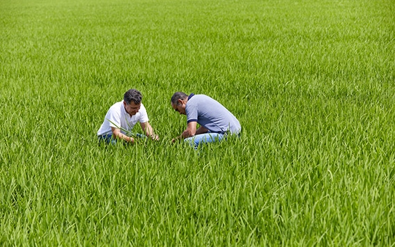 Landwirtschaftliche Beratung, Feldarbeit, Bodenuntersuchung