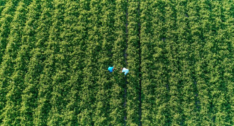 Feld, Feldarbeit, Landwirtschaftliche Beratung