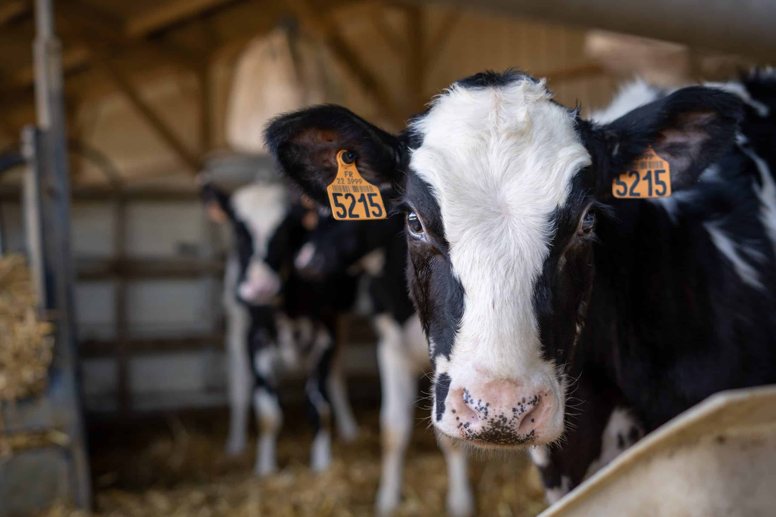 Rinder im Stall, Tierhaltung, Hygiene