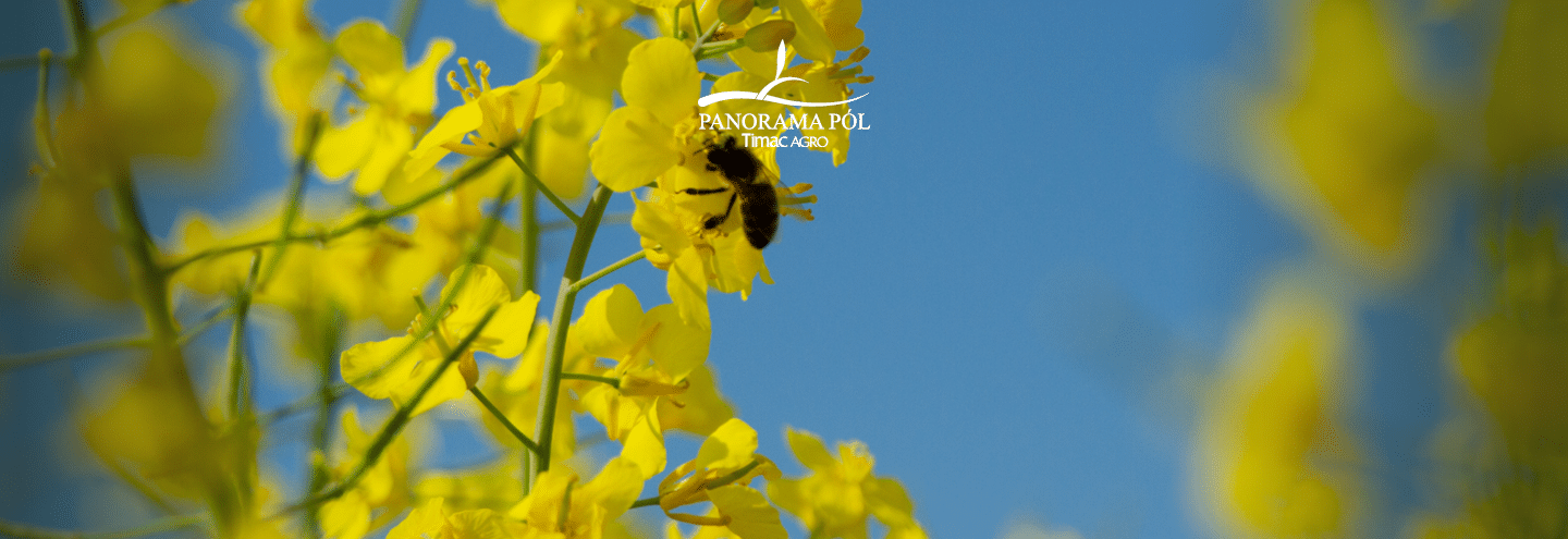 Panormama Pól Bałcyny