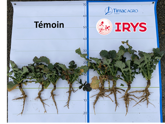 colza,semis,implantation,biostimulant,nutrition végétale